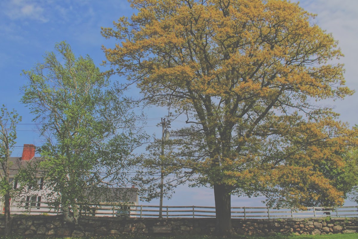 Hollis Hills farm